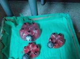 IMG_20180425_093302.jpg